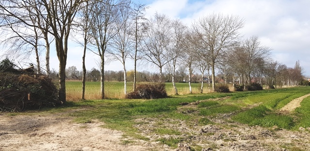 Strauchschnitt in Belum